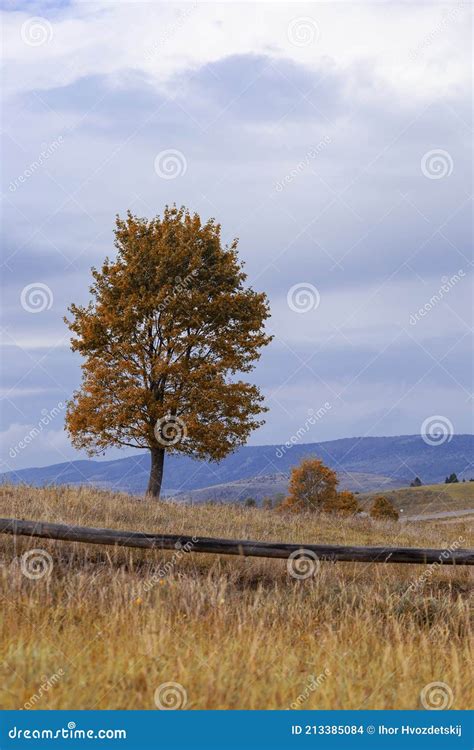 Majestic Tree With Sunny Beams At Autumn Mountain Valley Stock Photo