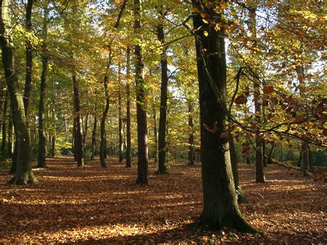 Filewoodland English Autumn Sunlit