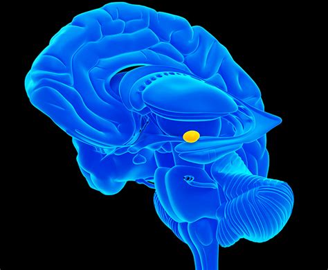 Utsa Researchers Discover New Pathways In Brains Amygdala Utsa Today