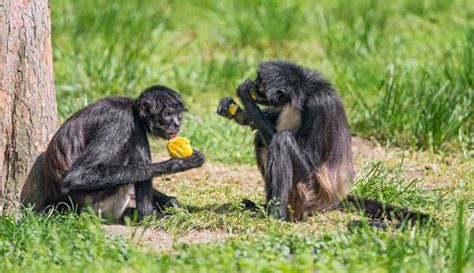 Spider Monkey Predators