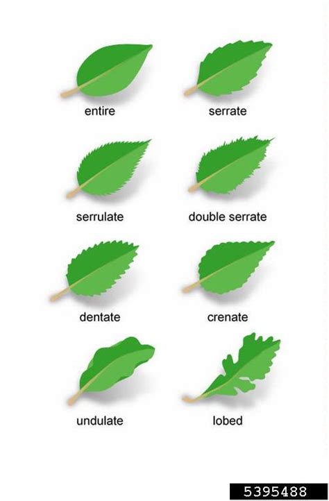 Jackfruit leaves has several therapeutic effect and work wonders when taken (especially on an empty stomach). tree anatomy-5395488