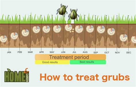 Home And Garden How To Get Rid Of Grubs Prevent Grubs In Your Lawn