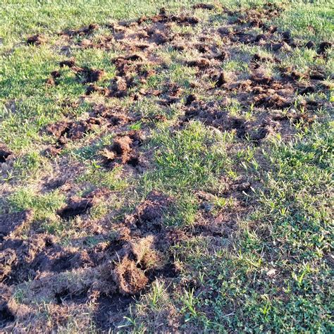 Minor Park Golf Course Maintenance Skunk Damage