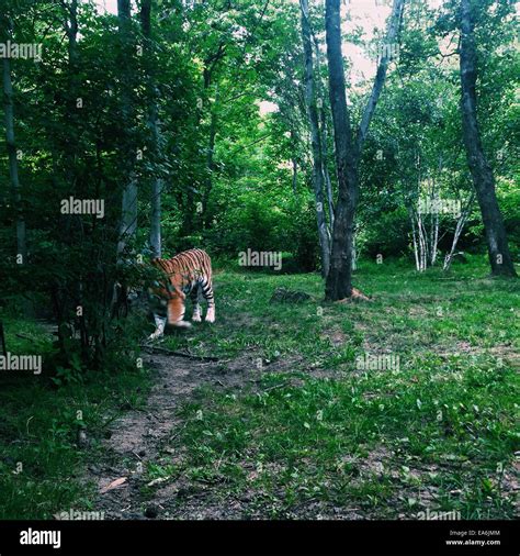 Tiger Walking Through Forest Stock Photo Royalty Free Image 75134436