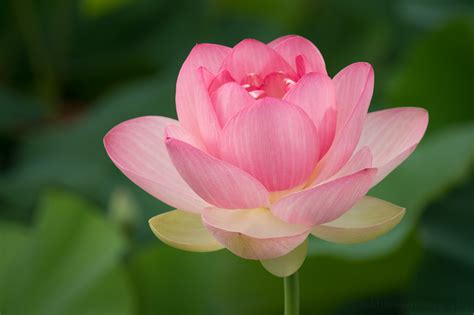 Stages Of A Lotus Flower Blooming At Kenilworth Aquatic Gardens — Todd