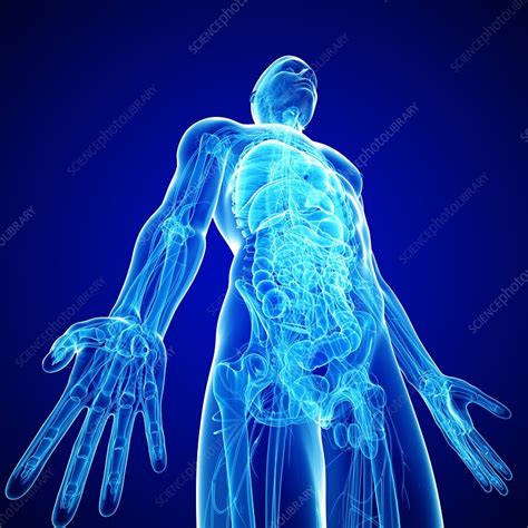 Male Anatomy Artwork Stock Image F0060356 Science Photo Library