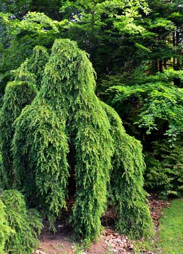 An ideal topiary that may be trained into upright or patio tree. Deodar Cedar Growth Rate, Cones, Varieties, OtherInformation