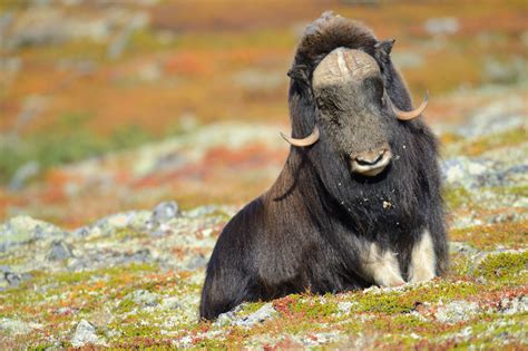 Christian Dorn Photography Norway Musk Ox