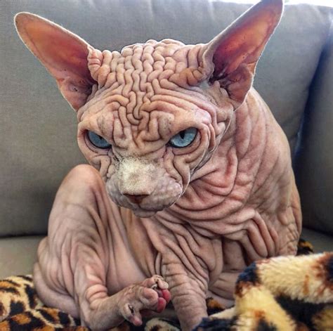 Explore 75 listings for cats with no hair for sale at best prices. A very wrinkled Sphinx cat name Xherdan has no hair on his ...