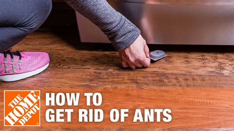 6 Easy Ways To Get Rid Of Ants And Prevent Ant Infestations The Home Depot Youtube