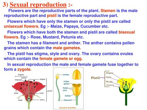 Ppt Chapter 12 Reproduction In Plants Powerpoint Presentation Free Download Id661098