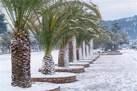 Cold Hardy Palms For Your Garden