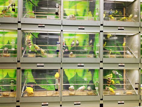 Caiques , quaker parrots , monk parrots , black capped conure , parakeets , budgies , cockatiels , sun. Bird cages in pet shop stock image. Image of canary ...