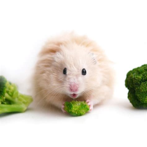 What Do Hamsters Eat Food Guide Petsoid