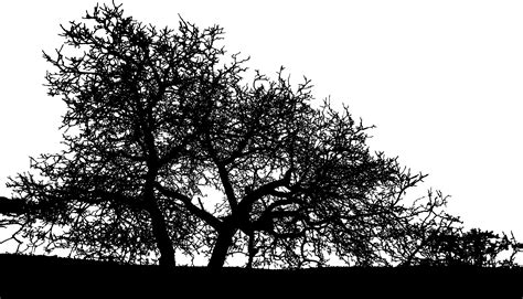 Download Trees Landscape Silhouette Png Free Download Landscape Tree