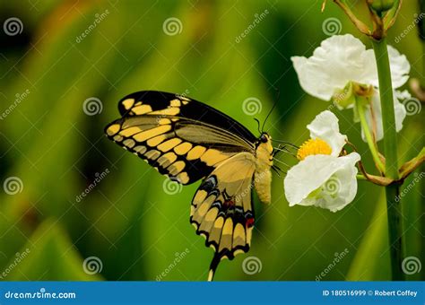 Yellow And Black Butterfly On A Tropical Flower Stock Image Image Of