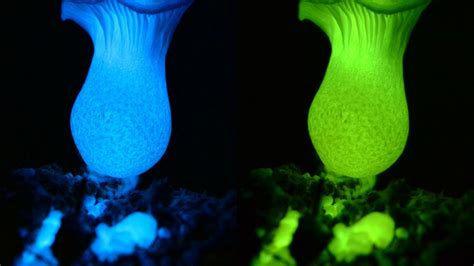 Scientists Decode the Secret of Glowing Mushrooms | Mental Floss