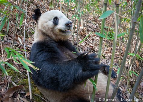 Panda Bear Burrard Lucas Photography