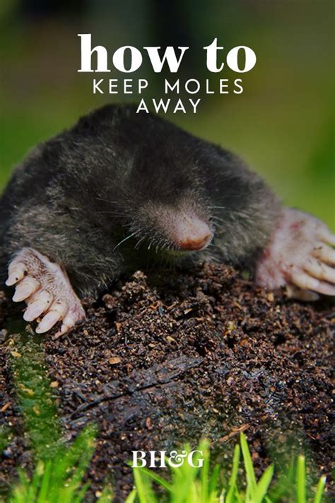 How To Get Rid Of The Moles In Your Yard For Good In 2021 Moles In