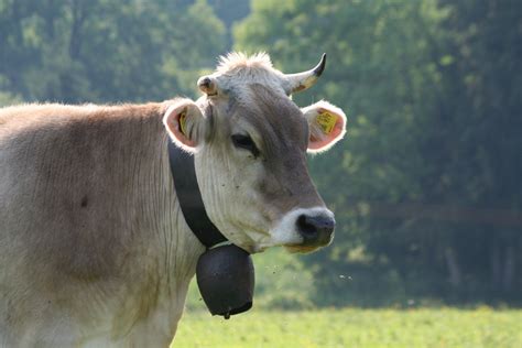 Free Images Landscape Nature Grass Field Farm Meadow Animal