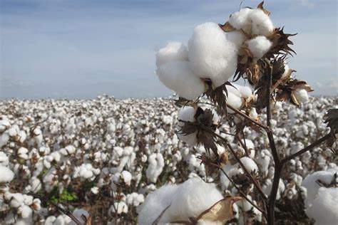 AgriLife Extension cotton variety trial results available - Texas Farm ...