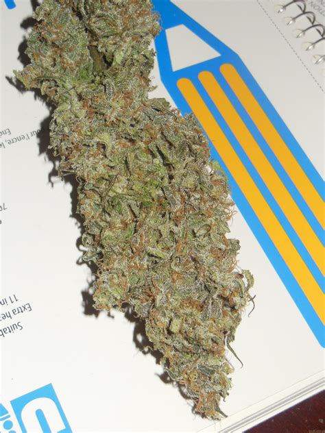 Info About The Unknown Or Legendary Cannabis Strain Blue Cookies