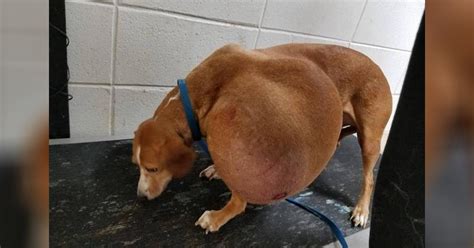 Dog With Growing Tumor Surrendered To Be Euthanized Has Best Life Ever Now