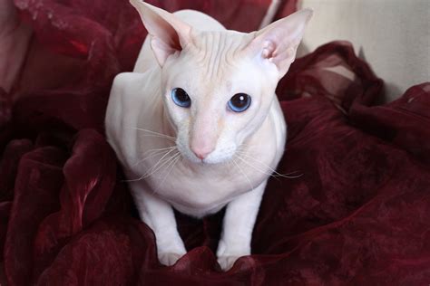20 Cat Breeds With Big Ears With Pictures Excitedcats