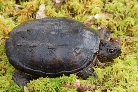 Terpopuler Long Neck Snapping Turtles