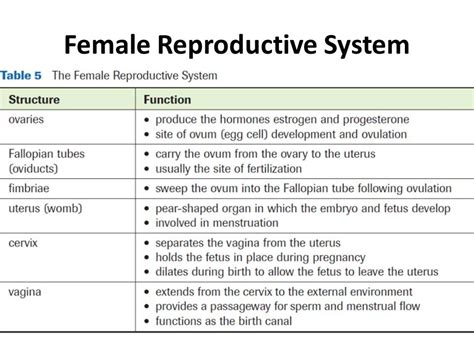 Female Reproductive System Female Reproductive System Reproductive System Female