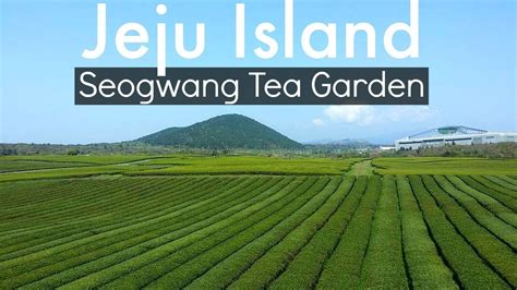 Jeju Island Green Tea Garden Seogwang Tea Garden 제주 서광다원 Youtube