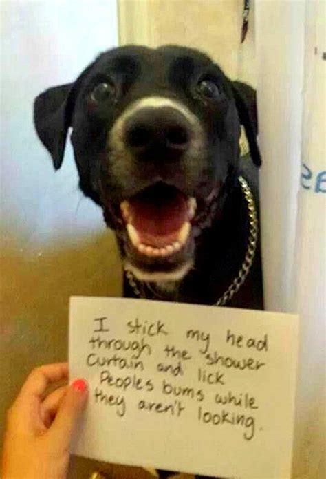 14 Of The Funniest Dog Shaming Photos Ever Life With Dogs