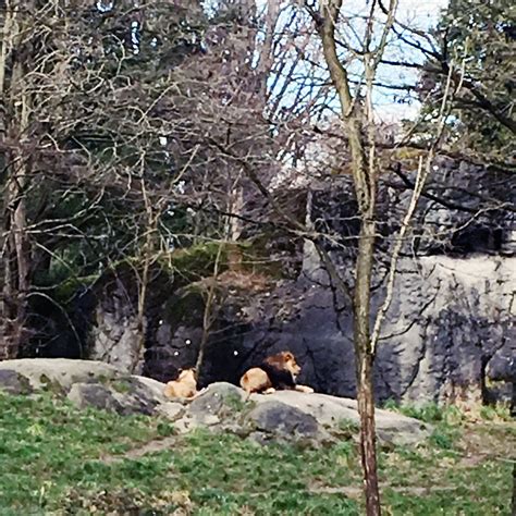 Lions In Woodland Park Zoo Seattle Feline Café