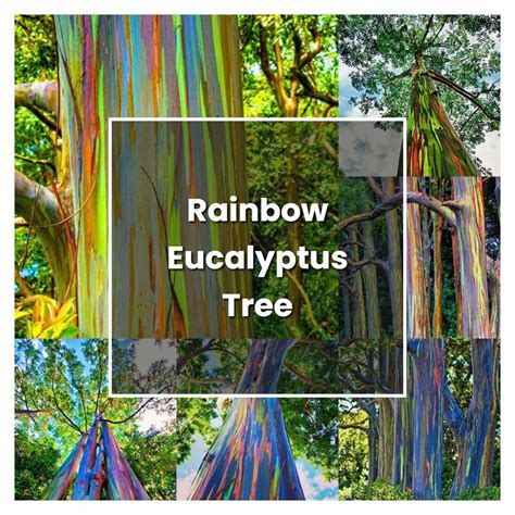 How To Grow Rainbow Eucalyptus Tree Plant Care And Tips Norwichgardener