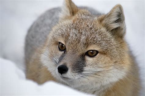 Why The Swift Fox Is One Of Canadas Best Wildlife