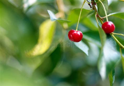 Young Ripening Cherries On A Tree In The Garden At The Farm Ripe Red