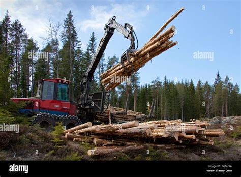Logging Industry Showing Timber Trees Being Loaded On Forestry