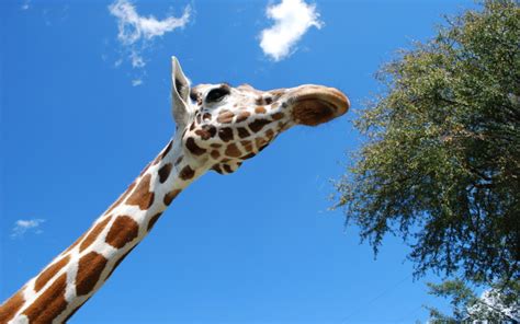 Why Do Giraffes Have Long Necks Wonderopolis