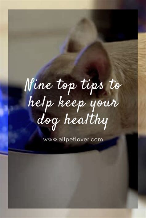 9 Tips To Help Keep Your Dog Healthy Life Hacks For Canine Health