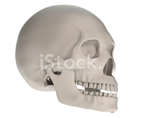 Female Skull Stock Photo Royalty Free Freeimages