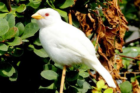The Worlds Rarest White Bird Is Albino House Sparrow Most White Wild