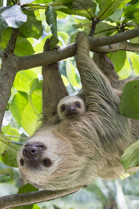 Hoffmanns Two Toed Sloth And Old Baby Photograph By Suzi Eszterhas