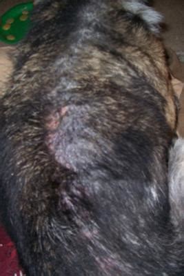 Severe and Ongoing Demodectic Mange on Dog