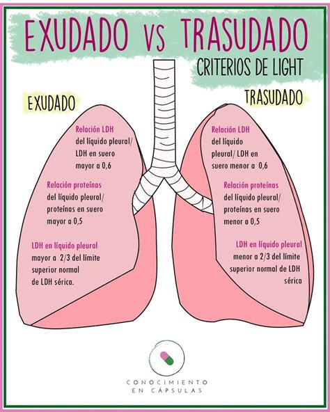 The Lungs Are Labeled In Spanish And English