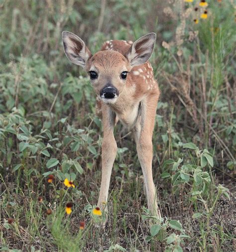 A Photographic Promenade A Fearless Fawn