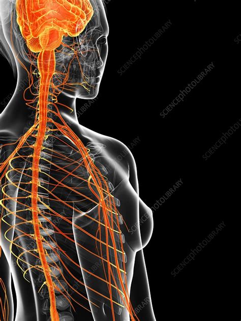 Female Nervous System Artwork Stock Image F0095386 Science