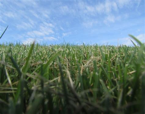 The Grass Is Always Greener On The Other Side Smithsonian Photo