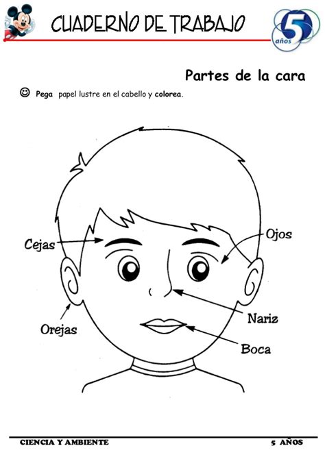 Visite la fuente del sitio web para obtener más detalles. Partes De La Cara En Ingles Para Niños De Inicial ...