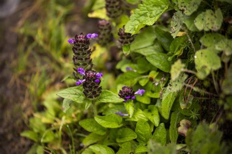 Prunella Vulgaris Benefits Side Effects And Preparations