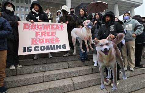 South Koreas Parliament Unanimously Passes Historic Dog Meat Ban